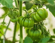 Tomaten