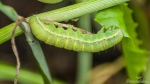 Gemüseeule (Lacanobia oleracea)