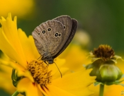 Braune Waldvogel (Aphantopus hyperantus)