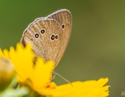Braune Waldvogel (Aphantopus hyperantus)