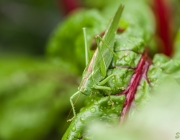 Grünes Heupferd (Tettigonia viridissima)