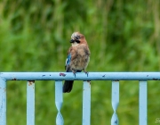 Eichelhäher (Garrulus glandarius)