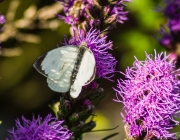 Großer Kohlweißling (Pieris brassicae)