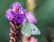 Großer Kohlweißling (Pieris brassicae)