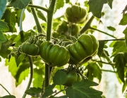 Tomaten