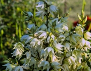 Fädige Palmlilie (Yucca filamentosa)