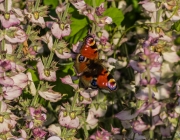 Tagpfauenauge (Aglais io)