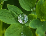 Wassertropfen