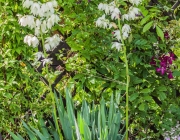 Fädige Palmlilie (Yucca filamentosa)