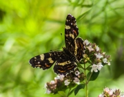 Landkärtchen (Araschnia levana f. prorsa)