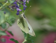 Großer Kohlweißling (Pieris brassicae)