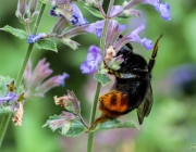 Steinhummel (Bombus lapidarius)