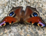 Tagpfauenauge (Aglais io)