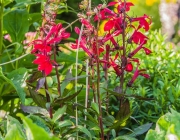 Bartfaden (Penstemon)