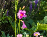 Garten-Gloxinie (Incarvillea delavayi)