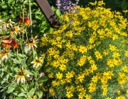 Blumenbeet
