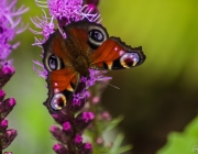 Tagpfauenauge (Aglais io)