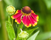 Herbst-Sonnenbraut (Helenium autumnale)