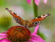 Tagpfauenauge (Aglais io)