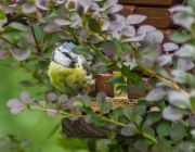 Blaumeise (Cyanistes caeruleus)