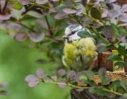 Blaumeise (Cyanistes caeruleus)