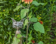 Sonnenblume (Helianthus annuus)