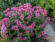 Indianernessel (Monarda didyma)