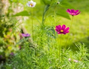 Schmuckkörbchen (Cosmos bipinnatus)