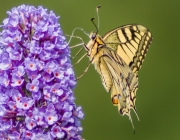 Schwalbenschwanz (Papilio machaon)