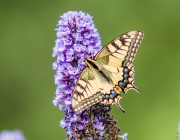 Schwalbenschwanz (Papilio machaon)