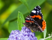 Admiral (Vanessa atalanta)