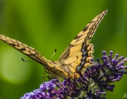 Schwalbenschwanz (Papilio machaon)