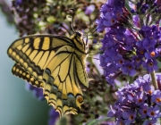 Schwalbenschwanz (Papilio machaon)