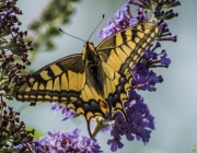 Schwalbenschwanz (Papilio machaon)