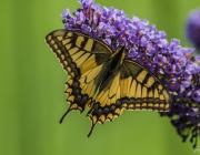 Schwalbenschwanz (Papilio machaon)