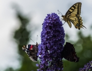 Schmetterlingsflieder (Buddleja davidii)