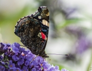 Admiral (Vanessa atalanta)