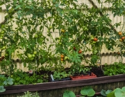 Tomatenzelt