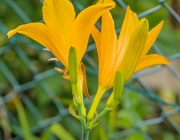 Sumpf-Schwertlilie (Iris pseudacorus)