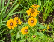 Herbst-Sonnenbraut (Helenium autumnale)