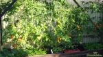 Tomatenzelt