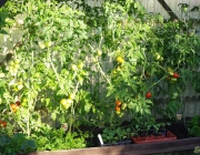 Tomatenzelt