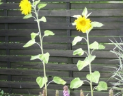 Sonnenblumen (Helianthus annuus)