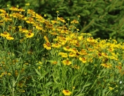 Herbst-Sonnenbraut (Helenium autumnale)
