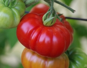 Tomate (Costoluto Genovese)