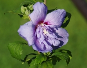 Straucheibisch (Hibiscus syriacus)