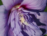 Straucheibisch (Hibiscus syriacus)