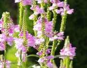 Gelenkblume (Physostegia virginiana)