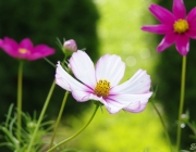 Schmuckkörbchen (Cosmos bipinnatus)