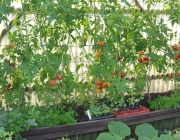 Tomaten